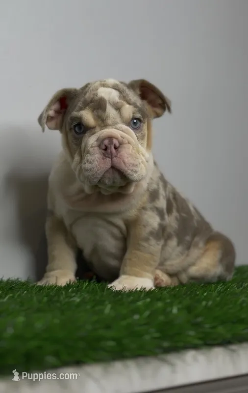 Merle Puppy – English Bulldog puppy for sale in Danbury, CT