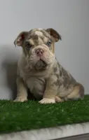 Merle Puppy, a male English Bulldog for sale in Danbury, CT – 1 of 3