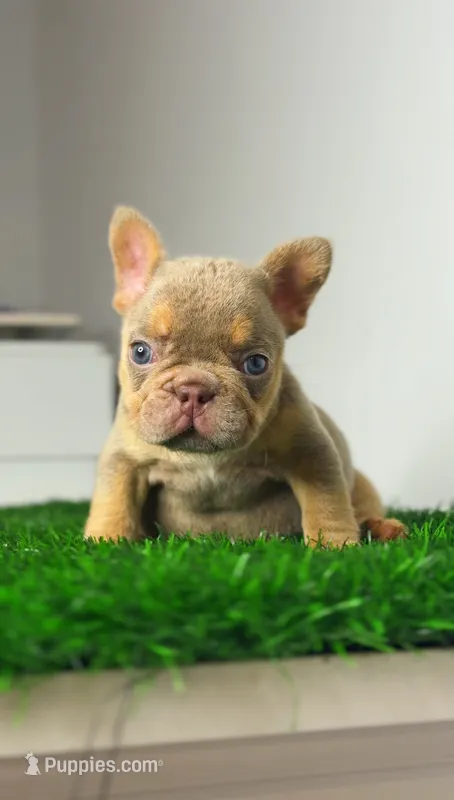 Isabella  – French Bulldog puppy for sale in Danbury, CT