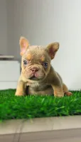 Isabella , a female French Bulldog for sale in Danbury, CT – 1 of 3