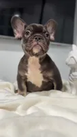 Choco, a male French Bulldog for sale in Danbury, CT – 5 of 5