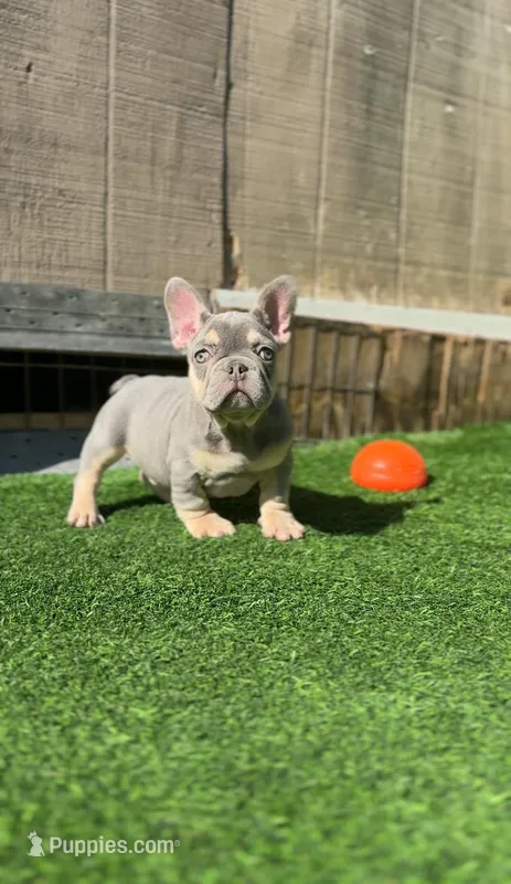 Lilac Boy – French Bulldog puppy for sale in Danbury, CT