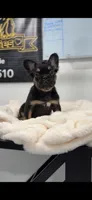 Lily, a female French Bulldog for sale in Danbury, CT – Photo 6 of 6