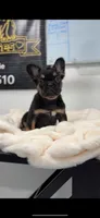 Lily, a female French Bulldog for sale in Danbury, CT – Photo 1 of 6