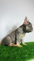 Rocky, a male French Bulldog for sale in Danbury, CT – 4 of 6