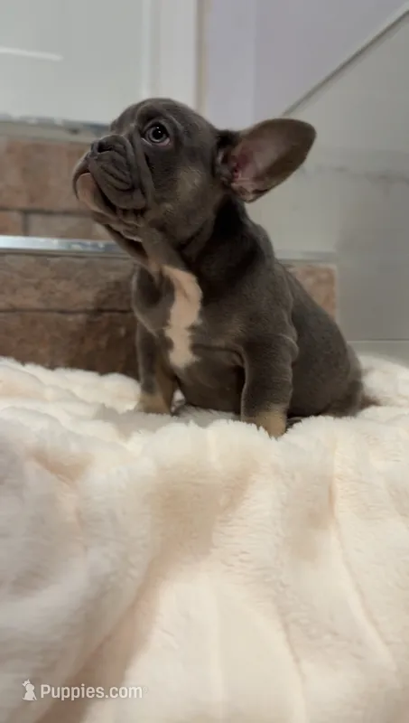 Lilac  – French Bulldog puppy for sale in Danbury, CT