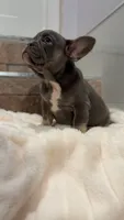 Lilac , a female French Bulldog for sale in Danbury, CT – 1 of 3