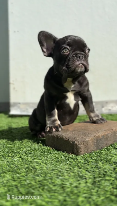 Baby choco – French Bulldog puppy for sale in Danbury, CT