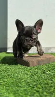 Baby choco, a female French Bulldog for sale in Danbury, CT – 3 of 4