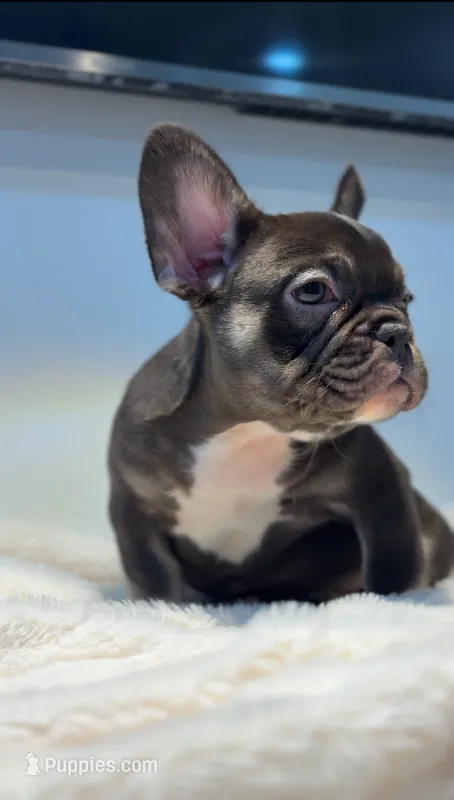 Choco – French Bulldog puppy for sale in Danbury, CT