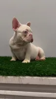 Pink Boy, a male French Bulldog for sale in Danbury, CT – 4 of 4