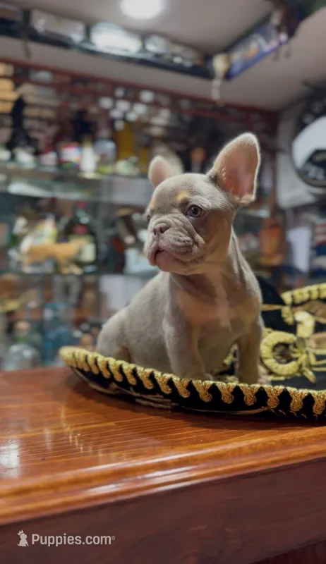 Isabella  – French Bulldog puppy for sale in Danbury, CT