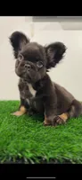 Choco, a female French Bulldog for sale in Danbury, CT – Photo 2 of 3