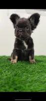 Choco, a female French Bulldog for sale in Danbury, CT – Photo 3 of 3