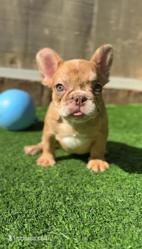 Merle  – French Bulldog puppy for sale in Danbury, CT