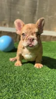 Merle , a female French Bulldog for sale in Danbury, CT – Photo 1 of 4