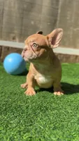 Merle , a female French Bulldog for sale in Danbury, CT – Photo 2 of 4