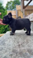 Choco, a female French Bulldog for sale in Danbury, CT – 5 of 5