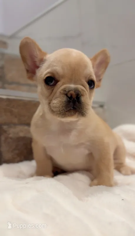Peaches  – French Bulldog puppy for sale in Danbury, CT