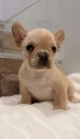 Peaches , a female French Bulldog for sale in Danbury, CT – 1 of 4