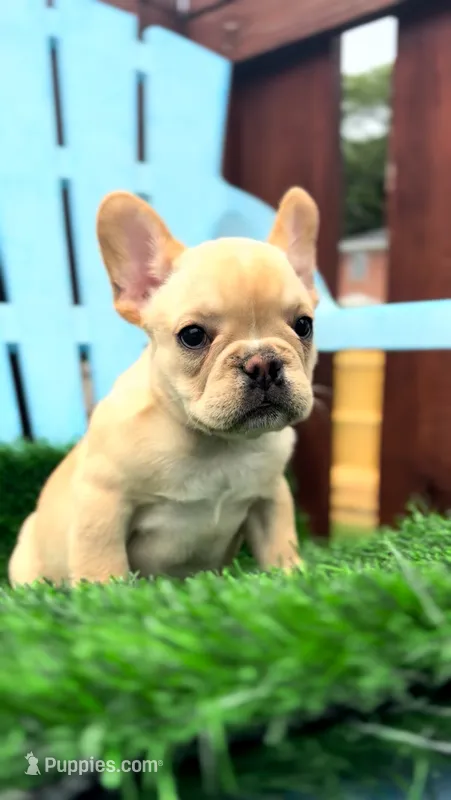 Peaches  – French Bulldog puppy for sale in Danbury, CT