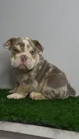 Merle Puppy, a male English Bulldog for sale in Danbury, CT – 2 of 3