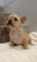 Peaches , a female French Bulldog for sale in Danbury, CT – 2 of 4