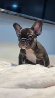 Choco, a male French Bulldog for sale in Danbury, CT – 4 of 5