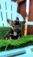 Chocolate, a female French Bulldog for sale in Danbury, CT – 2 of 7