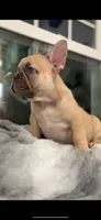 Potato, a male French Bulldog for sale in Danbury, CT – Photo 3 of 3