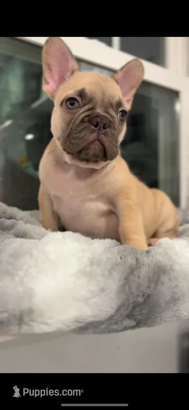 Potato – French Bulldog puppy for sale in Danbury, CT