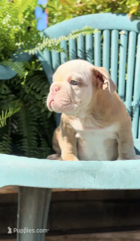 Fawn Boy  – English Bulldog puppy for sale in Danbury, CT