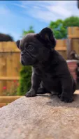 Bluey, a male French Bulldog for sale in Danbury, CT – 4 of 4