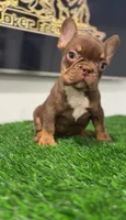 Rojo, a male French Bulldog for sale in Danbury, CT – Photo 1 of 3