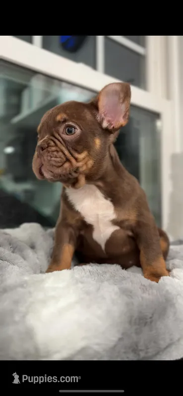 Rojo – French Bulldog puppy for sale in Danbury, CT