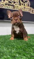 Rojo, a male French Bulldog for sale in Danbury, CT – Photo 2 of 3