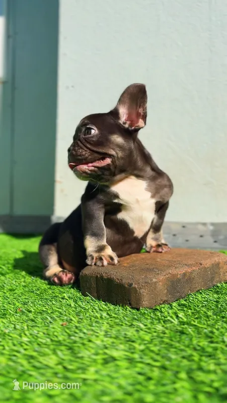 Choco – French Bulldog puppy for sale in Danbury, CT