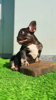 Choco, a male French Bulldog for sale in Danbury, CT – 1 of 4