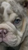Merle Puppy, a male English Bulldog for sale in Danbury, CT – 3 of 3