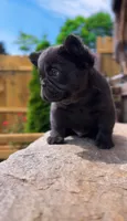 Bluey, a male French Bulldog for sale in Danbury, CT – 2 of 4