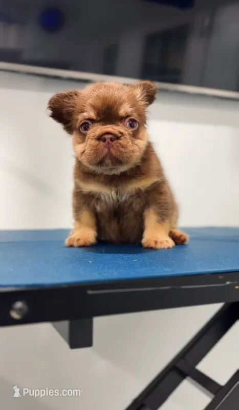 Rojo  – French Bulldog puppy for sale in Danbury, CT