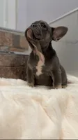 Lilac , a female French Bulldog for sale in Danbury, CT – 3 of 3