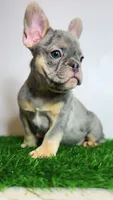 Rocky, a male French Bulldog for sale in Danbury, CT – 1 of 6