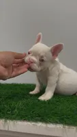 Pink Baby Girl , a female French Bulldog for sale in Danbury, CT – 4 of 5