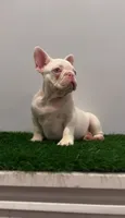 Pink Boy, a male French Bulldog for sale in Danbury, CT – 3 of 4