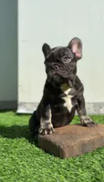 Baby choco, a female French Bulldog for sale in Danbury, CT – 2 of 4