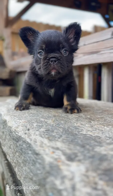 Choco – French Bulldog puppy for sale in Danbury, CT