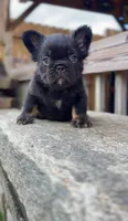Choco, a female French Bulldog for sale in Danbury, CT – 1 of 5