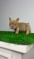 Isabella , a female French Bulldog for sale in Danbury, CT – 2 of 3