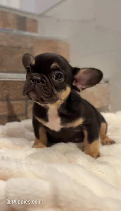 Chocolate – French Bulldog puppy for sale in Danbury, CT